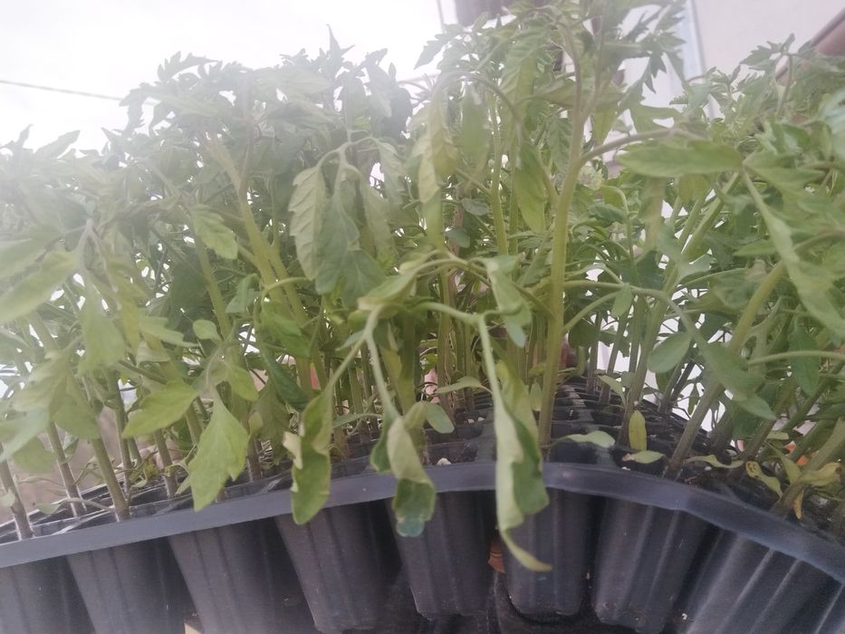 Висококачествен разсад от Родопите домати краставици и др.