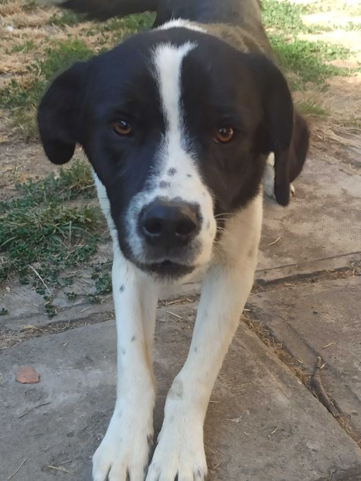 Câine ciobănesc