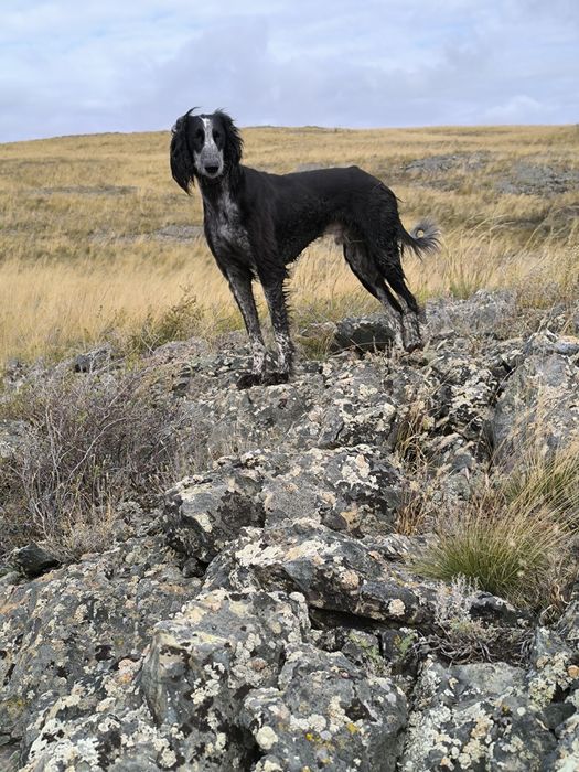 Кумай тазы! еркек!