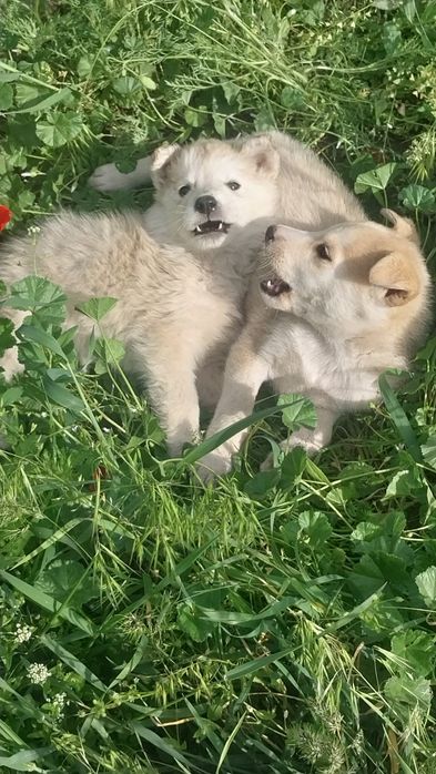 Хаски щенята продаем