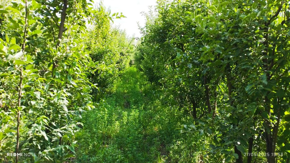 Ер участка сотилади 20 сотих шахарга 15-20 км. yir sotaman