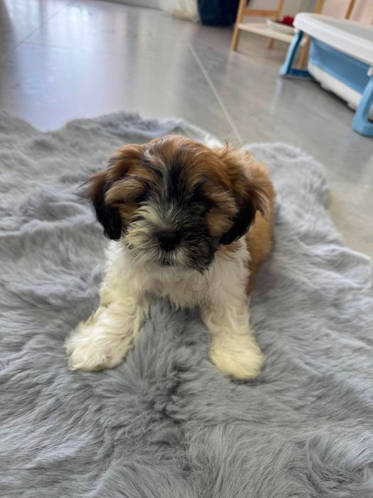 Shih-tzu,fetita,model deosebit, vaccinata și deparazitația la zi !