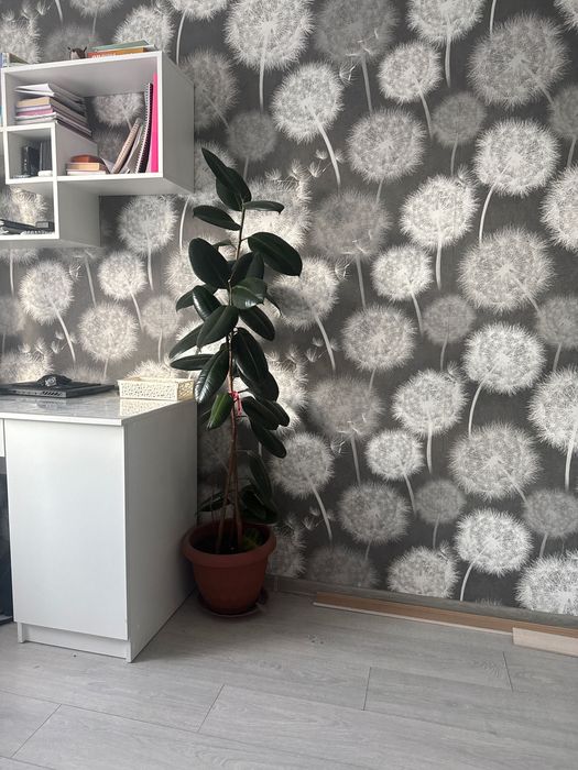 Цветок фикус в горшке )