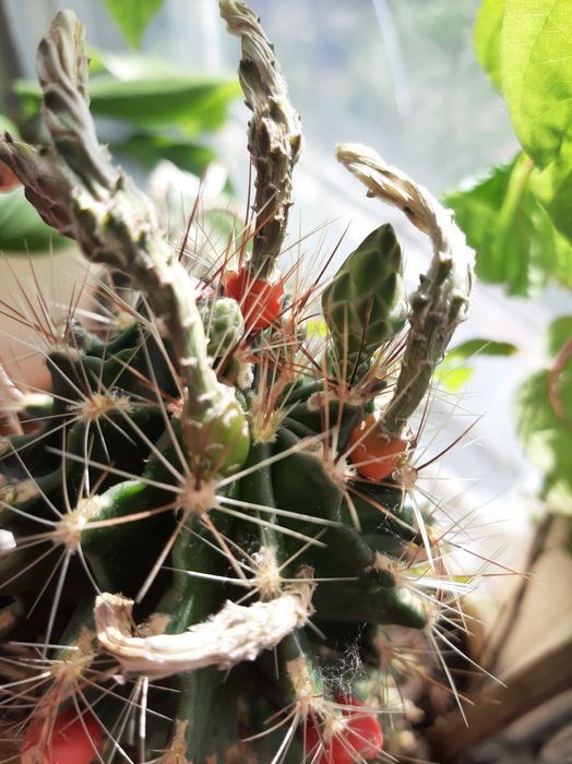 Продаю комнатные растения