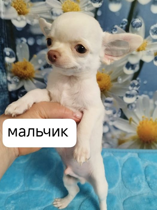 Чихуахуа щенок мальчик