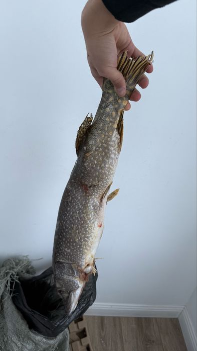 свежие щуки из торгай