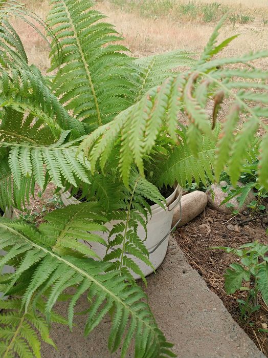 Папоротник уличный садовый