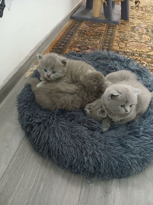 British shorthair blue