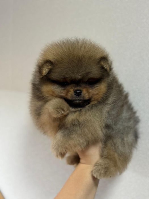 Померанский шпиц