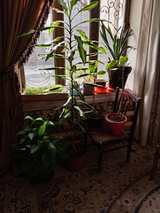 Продаю комнатные декоративные цветы. Ofis uchun tuvakda gul sotiladi