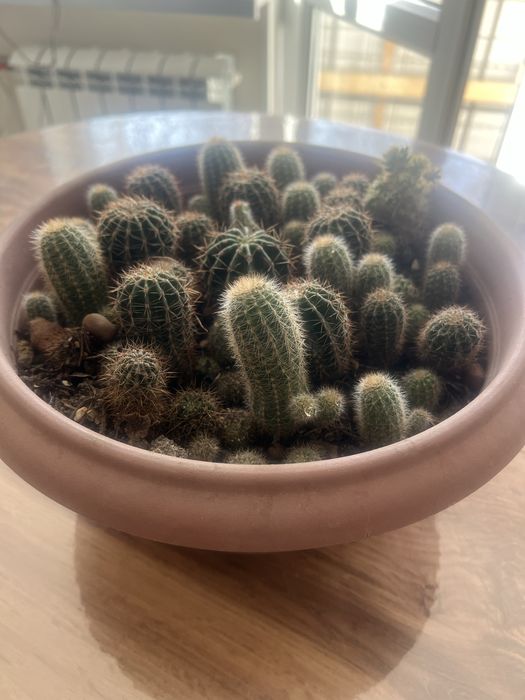 Кактусы маленькие