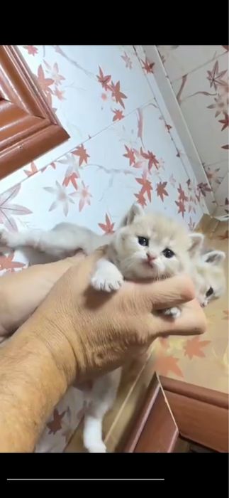 Продпются котята мал и дев