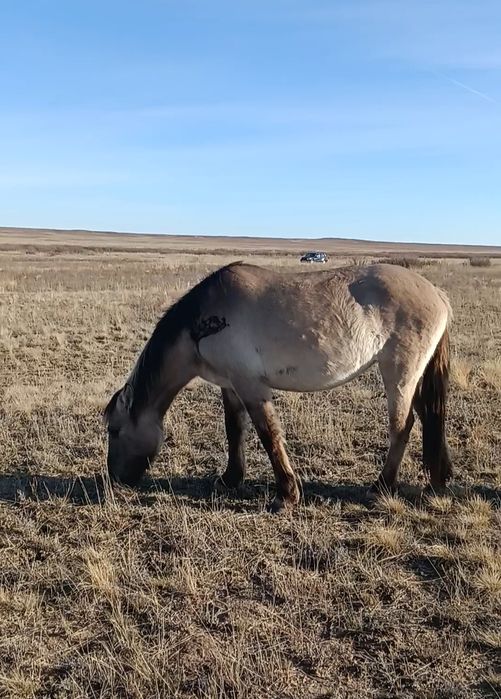 Ту бие, құнан байтал