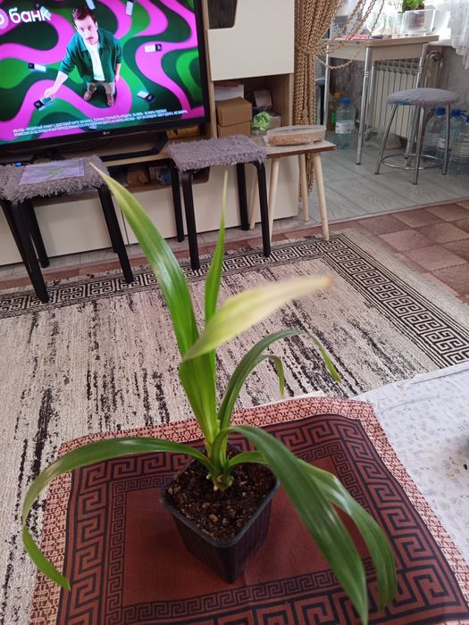 Продам панданус варигатный