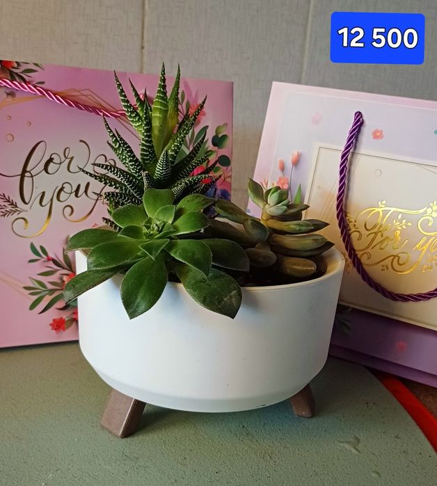 Суккуленты. Цветы в горшках  Минисад.