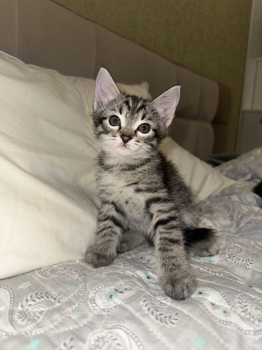 Котята только в добрые руки