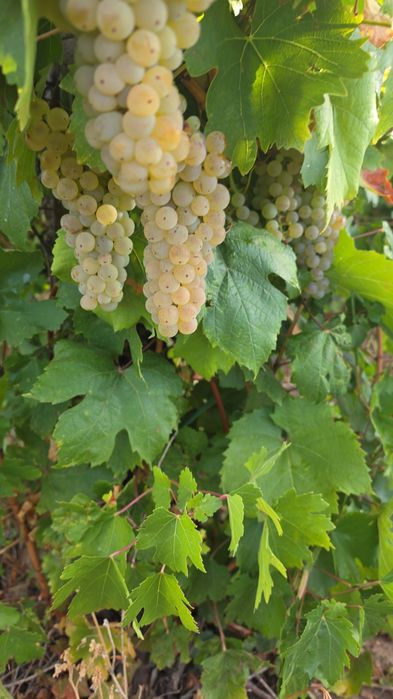 Vand struguri de vin