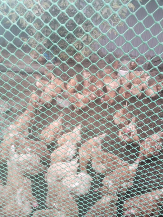 Несушки Ламан Браун продам
