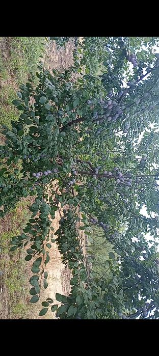 Prune pentru țuică