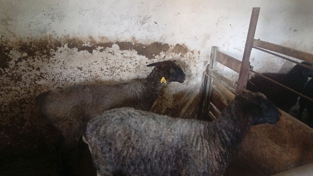 Қой,марқа,шибиш,буаз ешкі