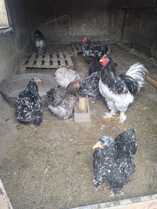 Vând cocoși și gaini brahma vaccinați și deparazitați