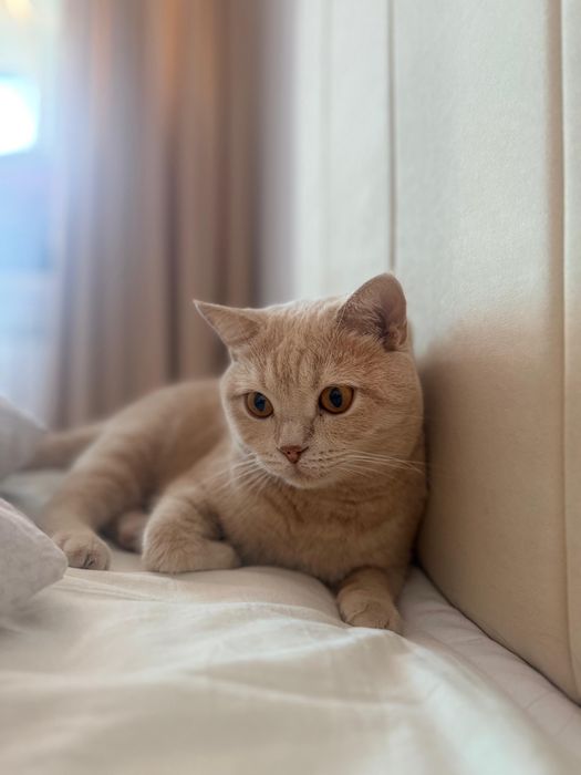 Отдам кота в добрые руки