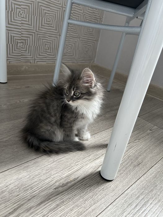 Отдам котенка девочку