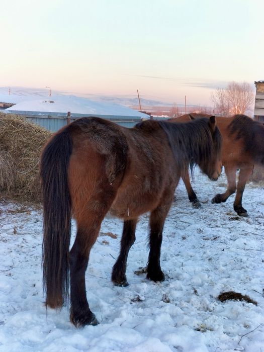 Бие 4.5.6 жасар Кобылы