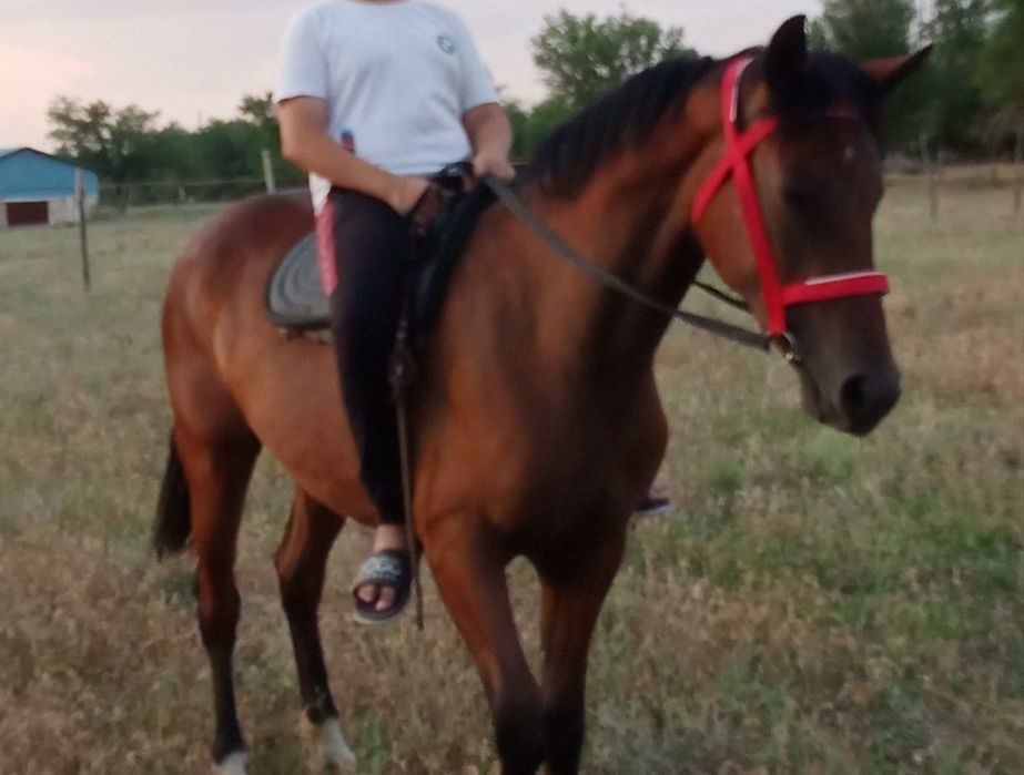 Кобыла двух годовалая