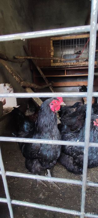 Продам или обменяю петухов