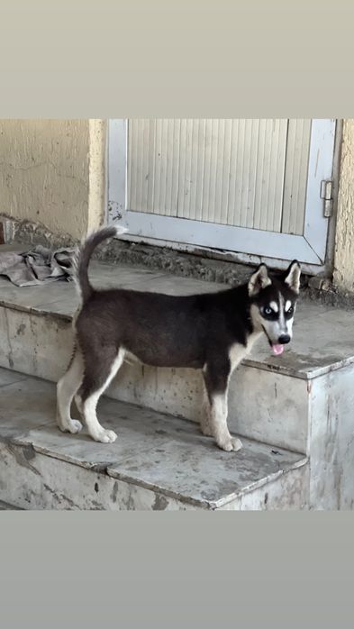 Сибирский Хаски 3 Ойлик