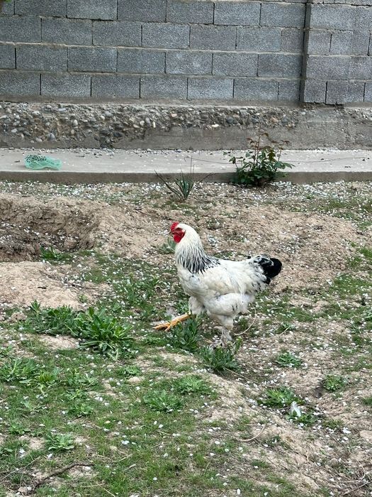 Брама кораздары сатылады срочно