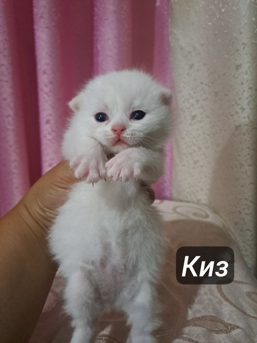 Ширингина продали мушукчалар