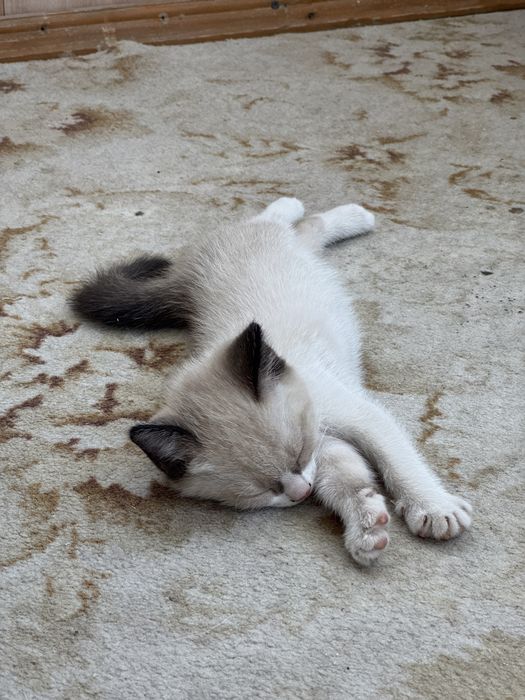 Котята в надежные руки