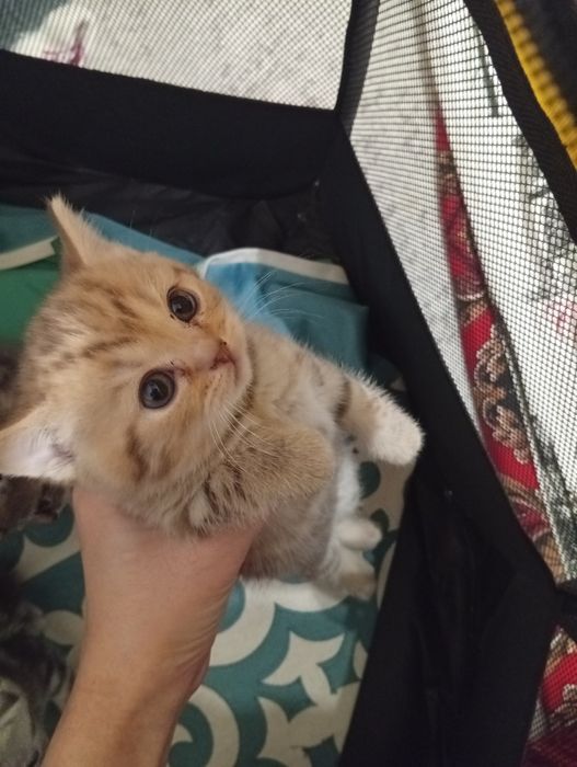 Шотландский прямоухо