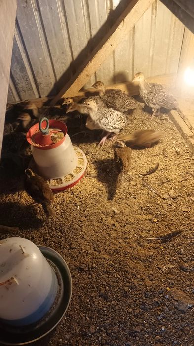 Pui de curca și rate pitica olandeza