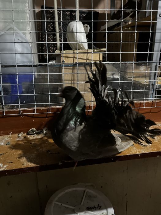 Голубка павлин (самка)