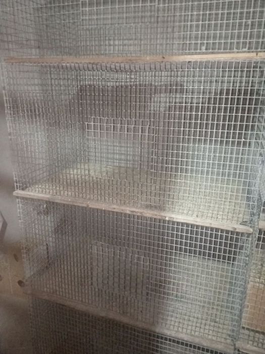 Qafas va qushlar sotiladi