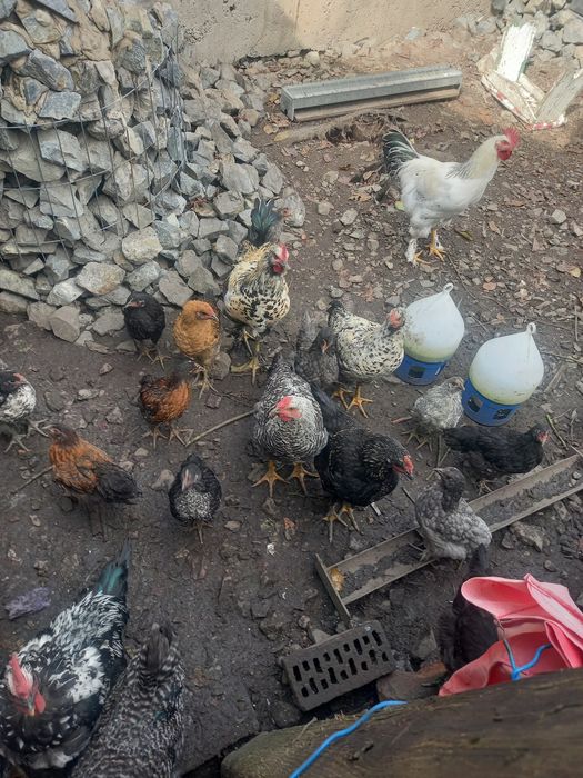 Pui de de găină scoși de closca de asta primăvară