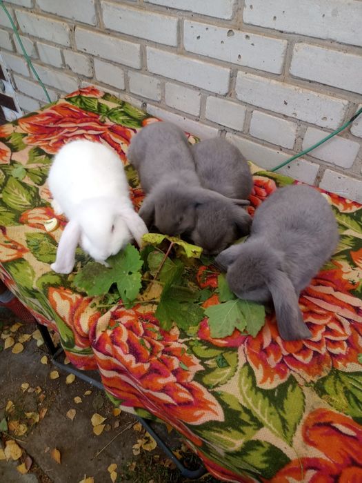 Крольчата на продажу