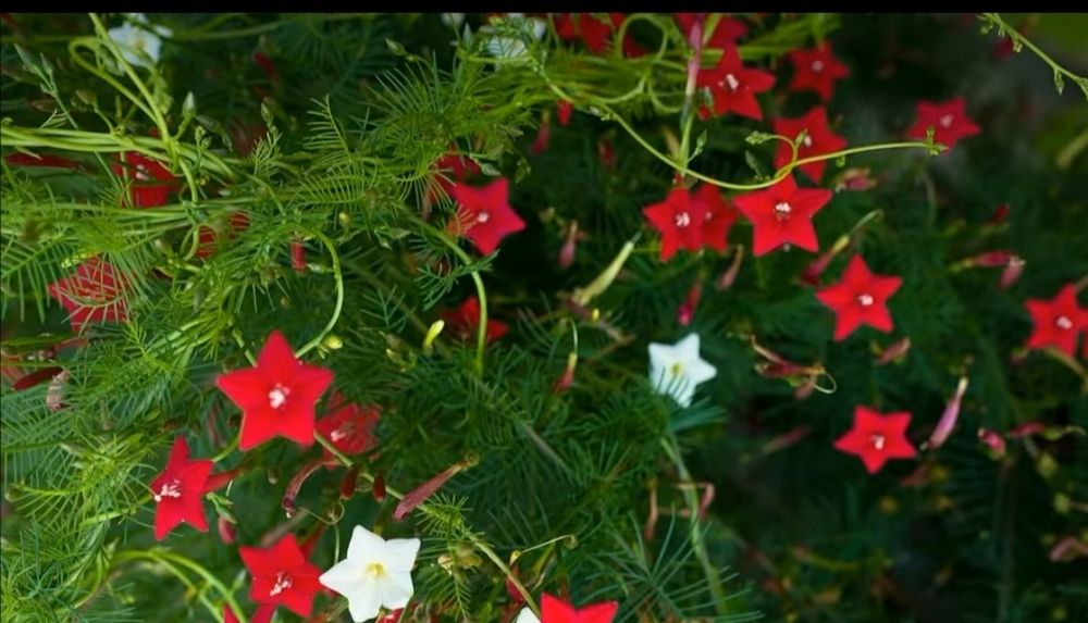 Вьюн уличный Квамоклит