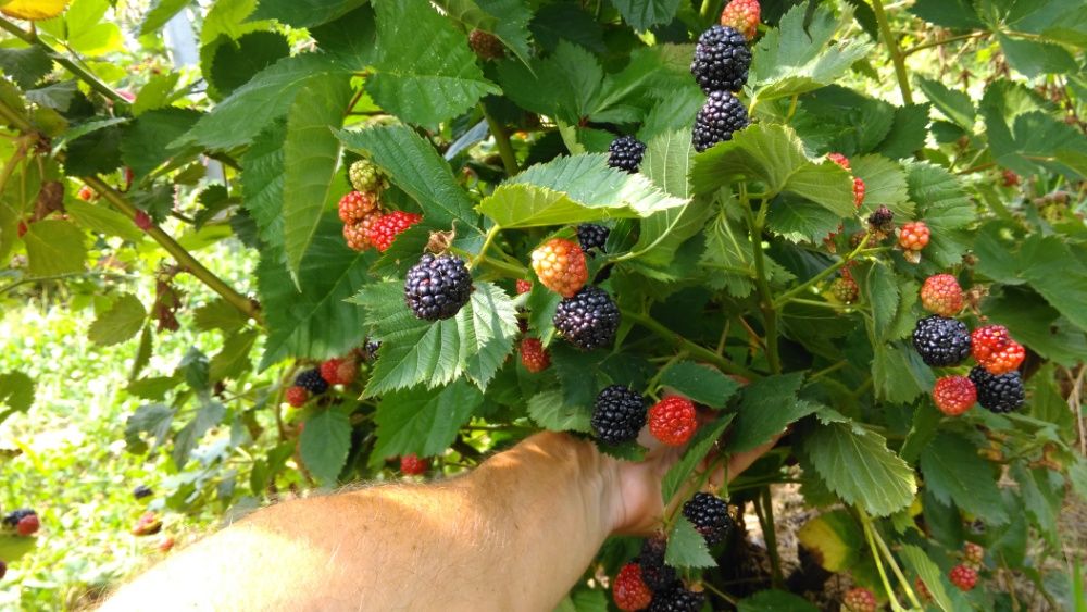 Butas mur Thornfree de 1-3 ani