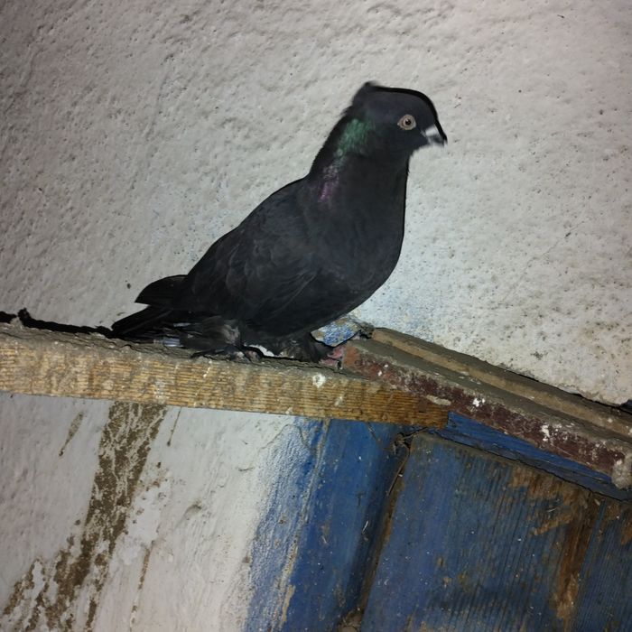 Продам голубей.  Красивые.