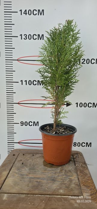 Туя ауреа нана кучатлари сотувда