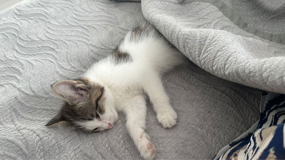 Отдам кошку в хорошие руки