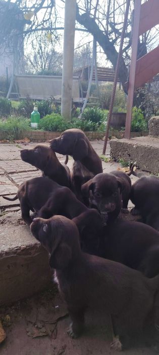 Продават се кученца Курцхар, родени на – 02.11.2025