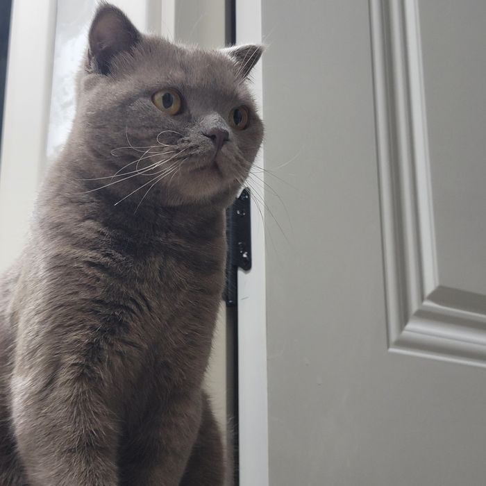 Максим ишини устаси