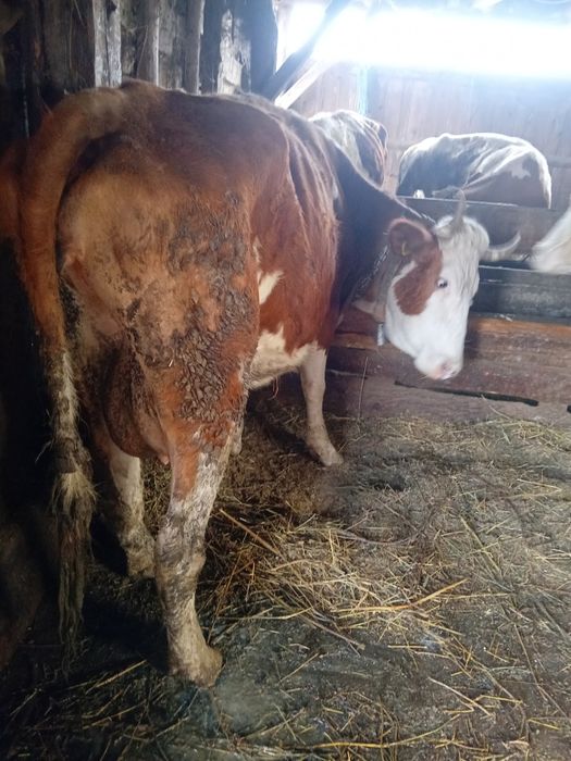 Vând vacă băltată Românească