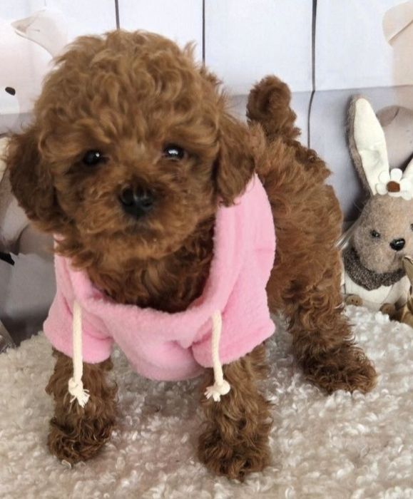 Пудел той / Poodle toy с генетични тестове на родитерите и родословие