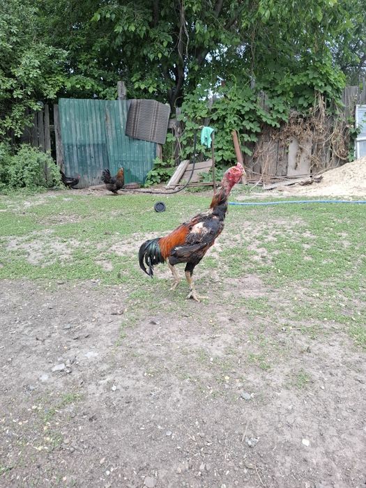 Продам дакана срочно
